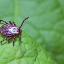 The Importance of Professional Tick Control: Safeguarding Your Health and Home